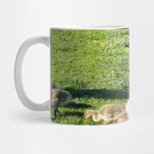 Canada Goose Parent Watching Its Goslings Mug